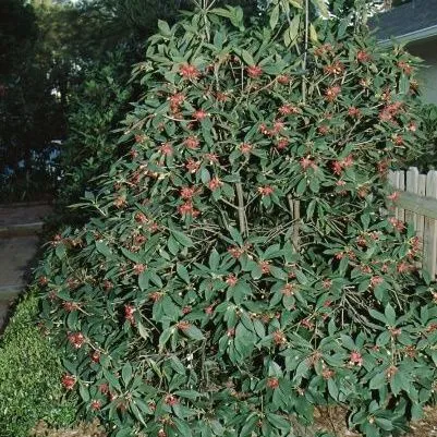 thumbnail for publication: Illicium floridanum Florida Anise Tree, Florida Anise